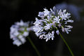 Agapanthus