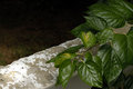 Of Leaf and Wall