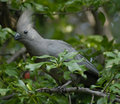 Grey Loerie