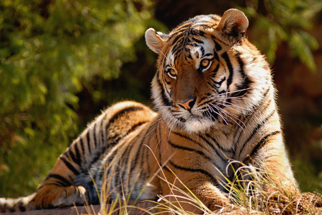Bengal Stare