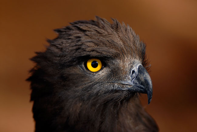 Brown Snake Eagle
