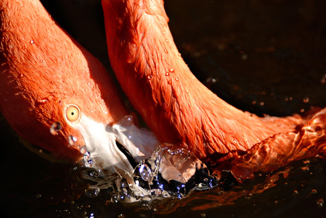 Lesser Flamingo