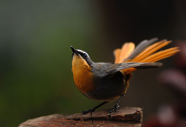 Cape Robin