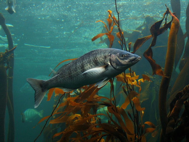 White Steenbras