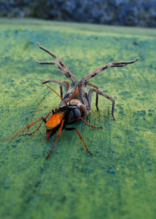 Spider Slayer