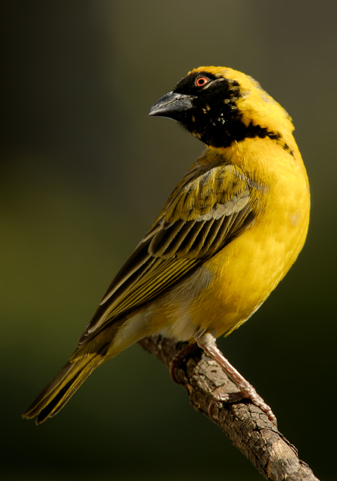 Masked Weaver