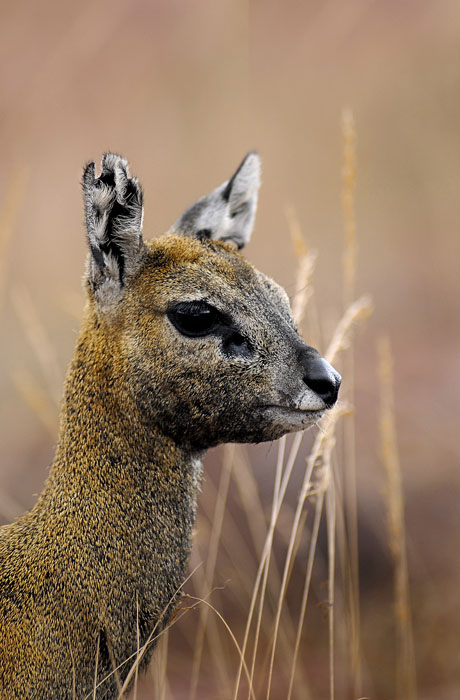 Klipspringer Portrait