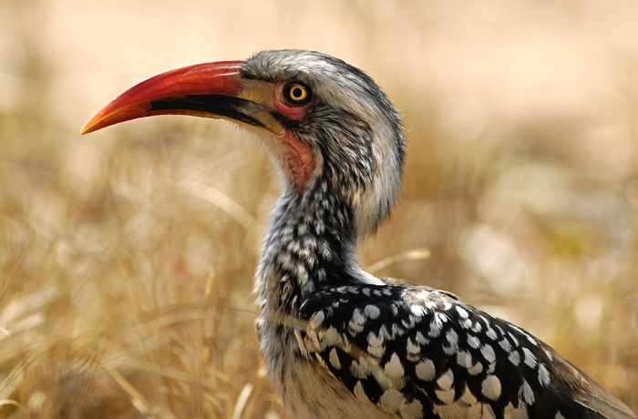 Redbilled Hornbill