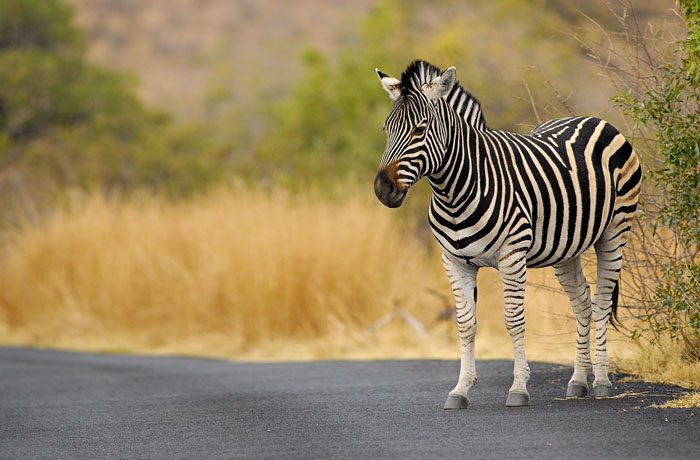 Zebra Crossing
