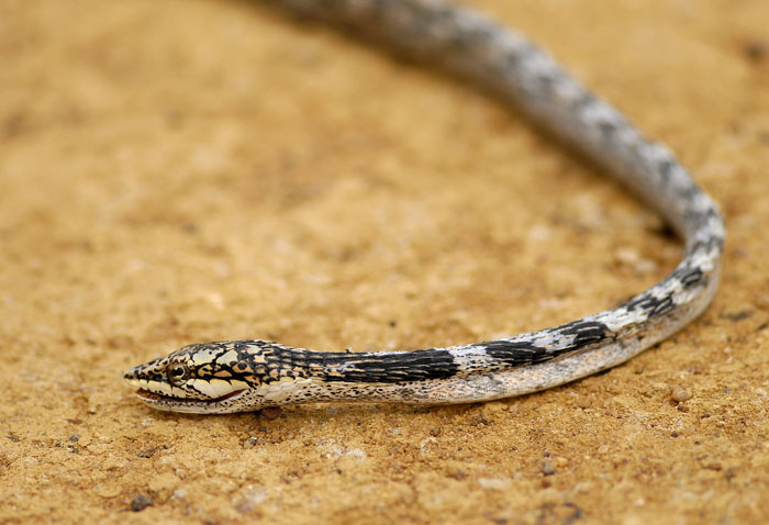 Twig Snake