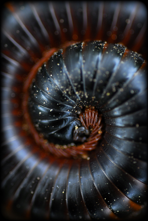 Millipede Spiral