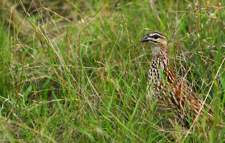 Crested Francolin