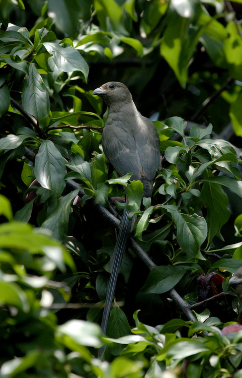 Redfaced Mousebird