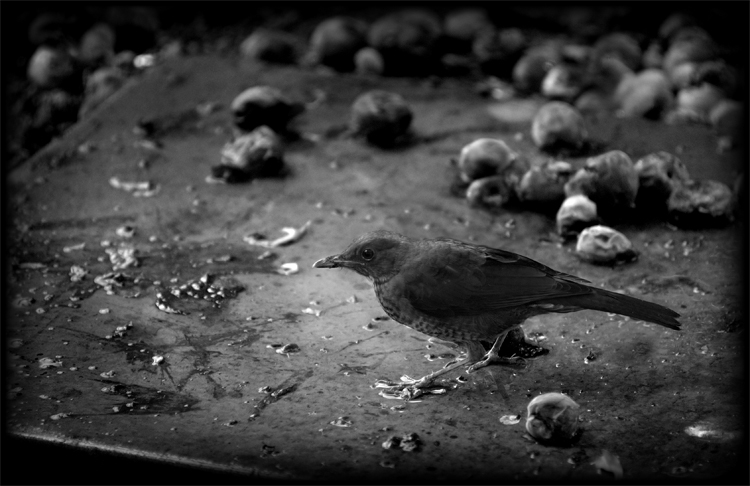 A Feast of Plums