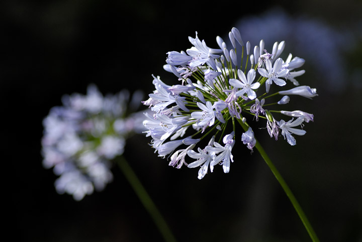 Agapanthus