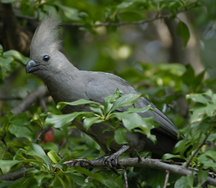 Grey Loerie