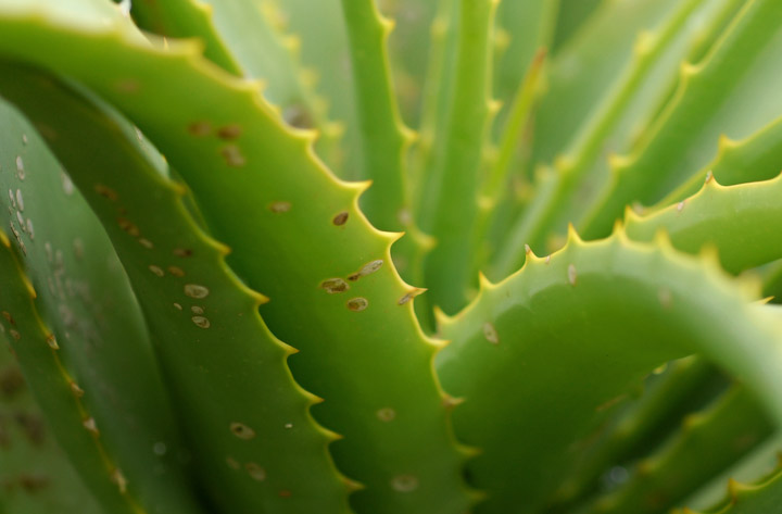 Aloe Arrangement