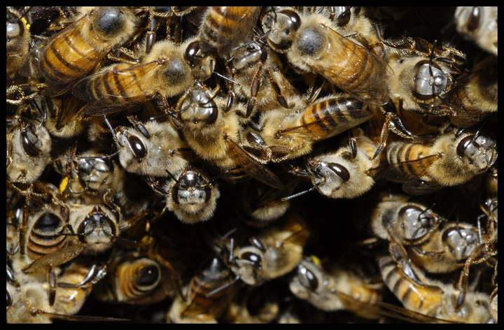 The Busy Hive