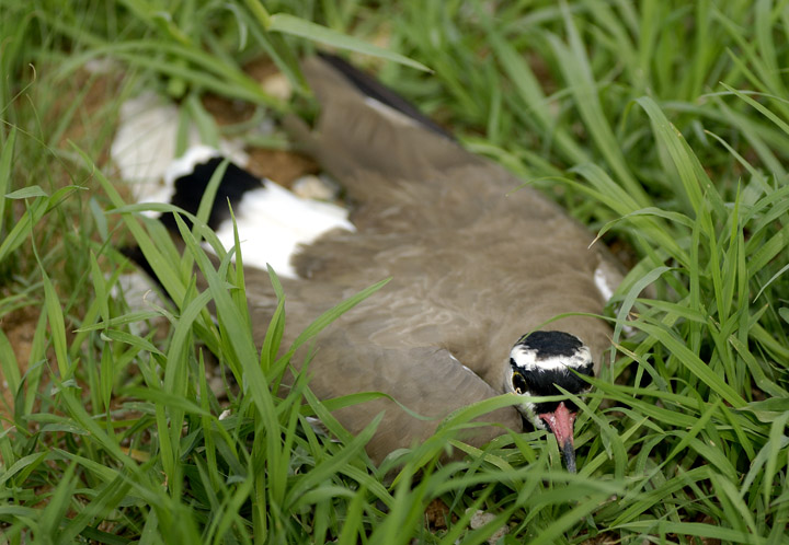 Nest Protector