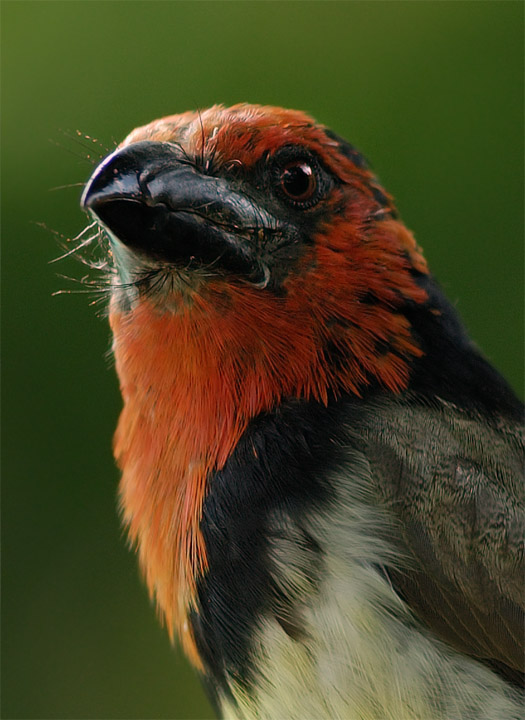 Barbet Portrait