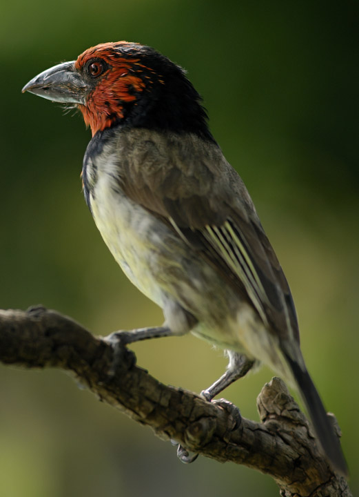 Blackcollared Barbet 2