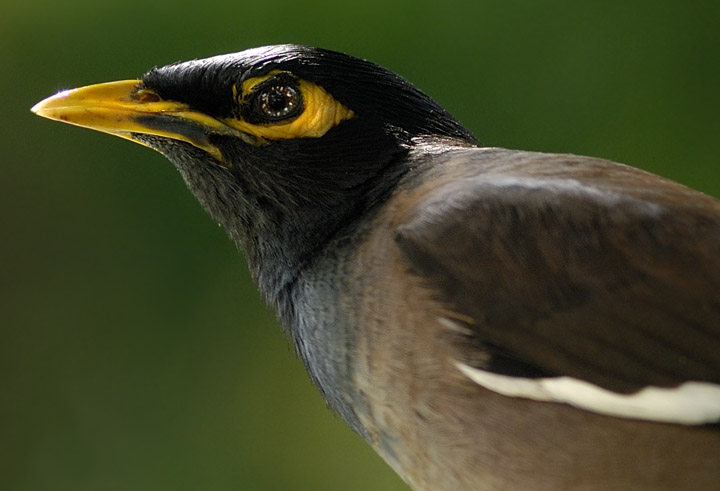Indian Myna