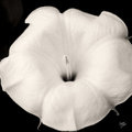 Sepia Flower