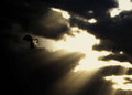 Dark Angel