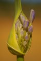 Agapanthus - new life
