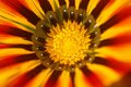 Red hot gazania