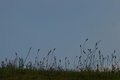 Grasses in the wind