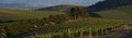 Stellenbosch Vineyard Patterns