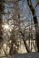 Sun breaking through the trees in the snow