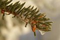Icicle