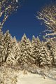 Trees in the snow