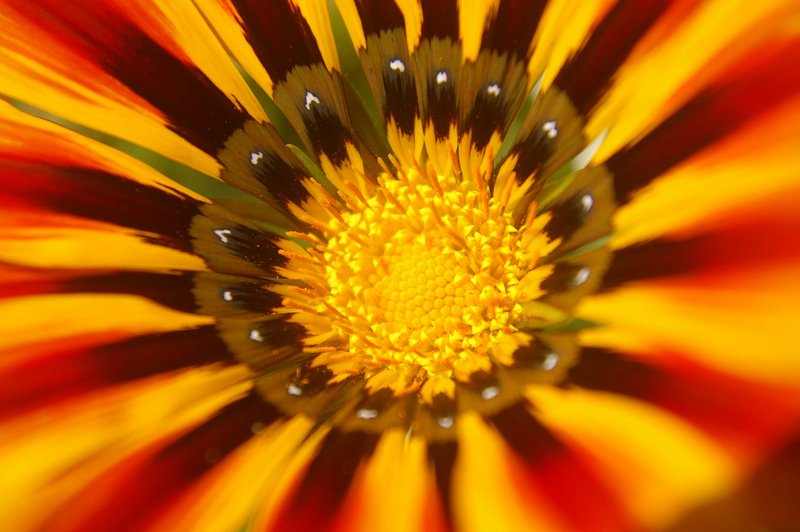 Red hot gazania