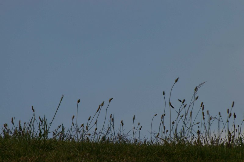 Grasses in the wind