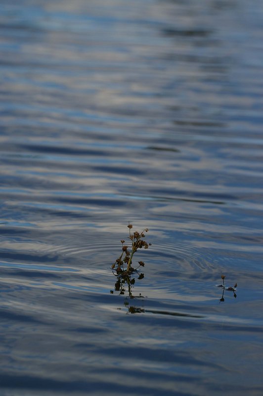 Zen Water