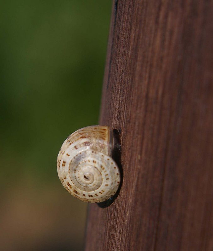 Snail in vineyard