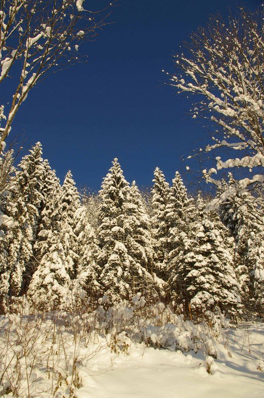 Trees in the snow