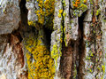 Rugged Old Tree