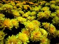 Day 3 - Flowers in Autum
