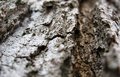 Day 16 - Bark in Perspective