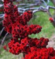 Day 19 - Spiky Reds