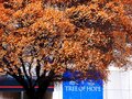 Day 27 - Tree of Hope