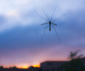 The Mosquito