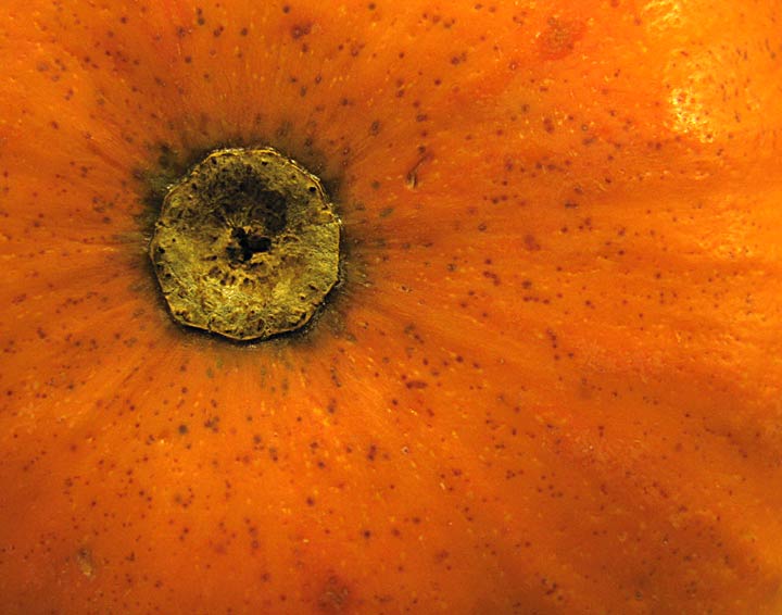 Day 4 - Mini Pumpkin Bottom