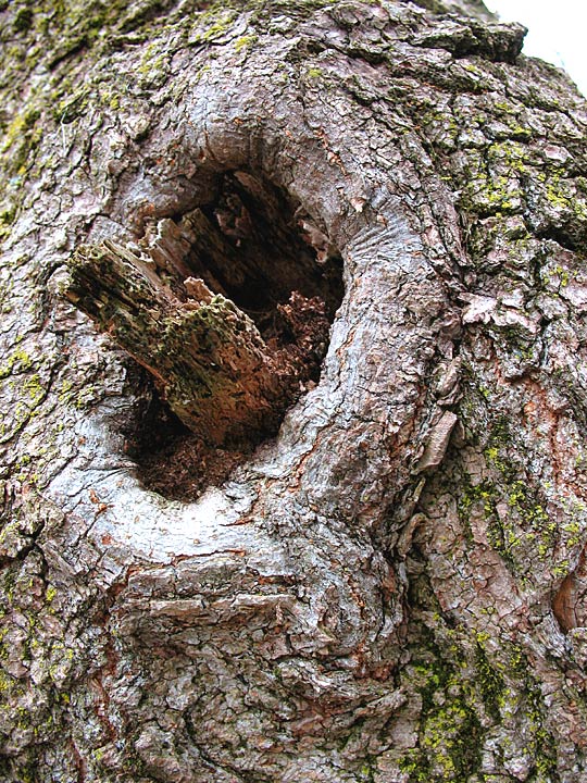Day 12 - Missing Branch