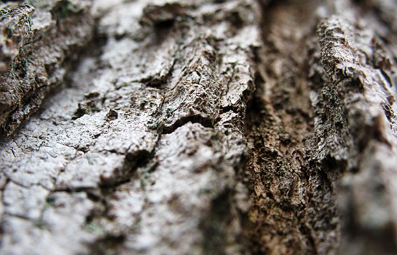 Day 16 - Bark in Perspective