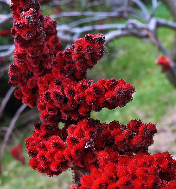 Day 19 - Spiky Reds